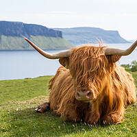 Buy canvas prints of Highland Cow, Isle of Mull, Scotland by Fraser Duff