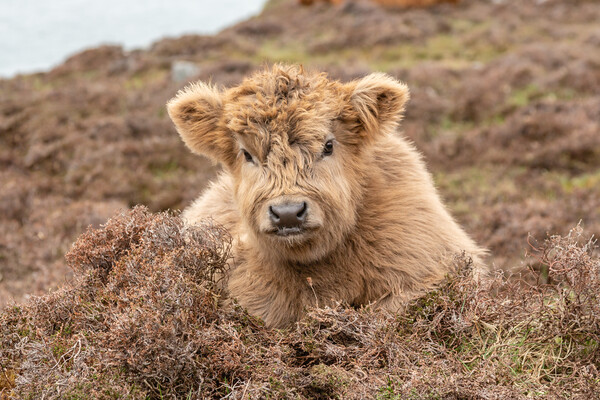 Wee Euan the Highland Cow Calf, Isle of Harris Picture Board by Fraser Duff