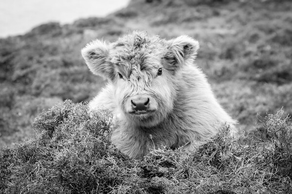 Euan the Highland Cow Calf, Harris, Scotland Picture Board by Fraser Duff