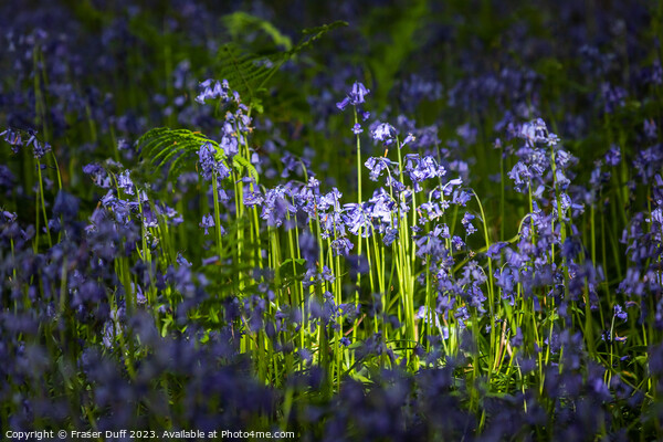 Illuminated Bluebells Picture Board by Fraser Duff