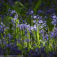 Buy canvas prints of Illuminated Bluebells by Fraser Duff