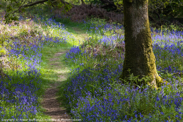 Path through the Bluebells Picture Board by Fraser Duff