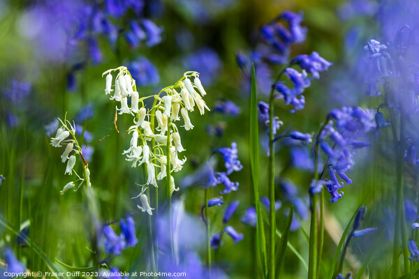 The White Bluebell Picture Board by Fraser Duff
