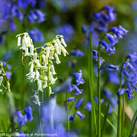Buy canvas prints of The White Bluebell by Fraser Duff
