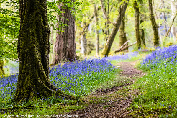 A Path through the Bluebells, Carstramon Woods Picture Board by Fraser Duff