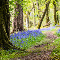 Buy canvas prints of A Path through the Bluebells, Carstramon Woods by Fraser Duff