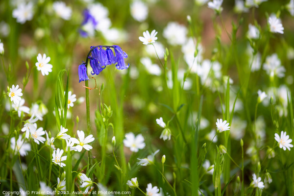 Bluebells and Stitchwort Picture Board by Fraser Duff