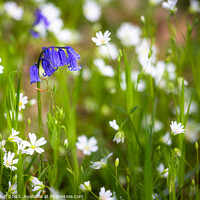 Buy canvas prints of Bluebells and Stitchwort by Fraser Duff