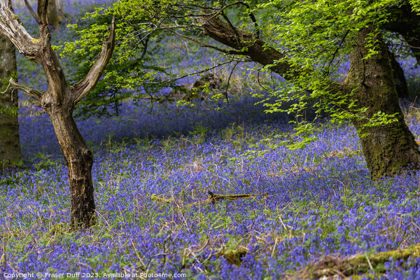 Carpet of Bluebells, Carstramon Woods Picture Board by Fraser Duff