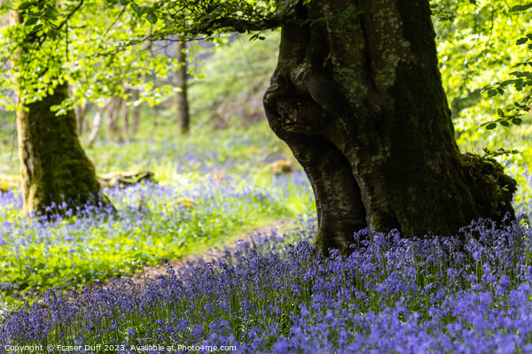 Bluebells and Beech Tree, Carstramon Woods Picture Board by Fraser Duff