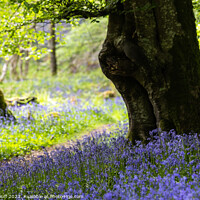 Buy canvas prints of Bluebells and Beech Tree, Carstramon Woods by Fraser Duff