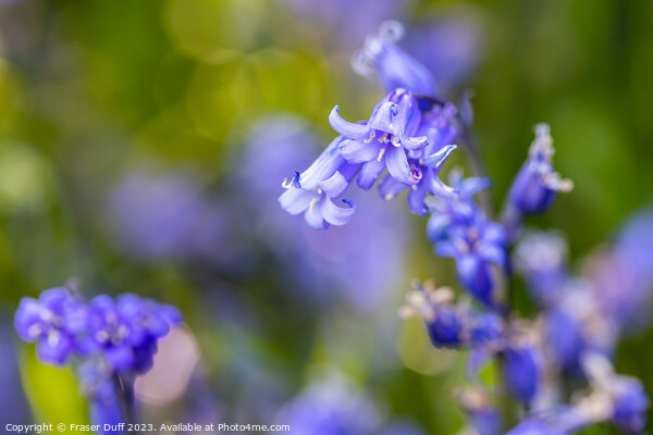 Bluebell Flower Close-up Picture Board by Fraser Duff