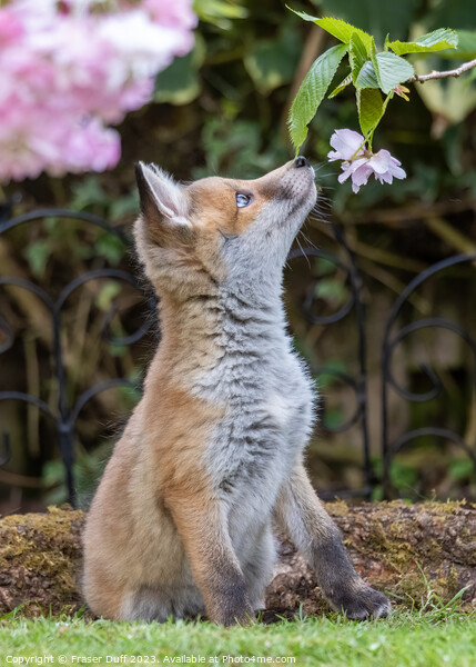 Fox Cub and Cherry Blossom Picture Board by Fraser Duff