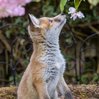 Buy canvas prints of Fox Cub and Cherry Blossom by Fraser Duff