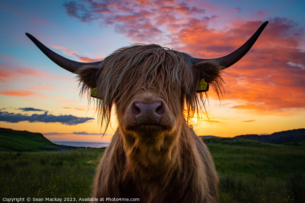 Highland cow at sunset Picture Board by Sean Mackay