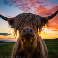 Buy canvas prints of Highland cow at sunset by Sean Mackay
