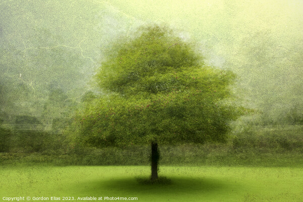 Whispers of Time: Hooten Pagnell's Lone Tree Picture Board by Gordon Elias