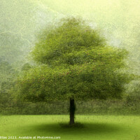 Buy canvas prints of Whispers of Time: Hooten Pagnell's Lone Tree by Gordon Elias