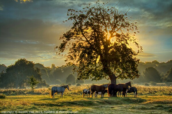 Horses at sunrise on the South Common of Lincoln, United Kingdom. Picture Board by Gordon Elias