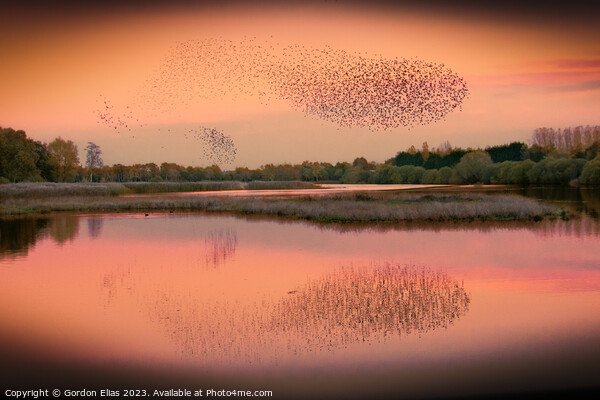 A murmuration of starlings Picture Board by Gordon Elias