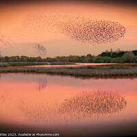 Buy canvas prints of A murmuration of starlings by Gordon Elias