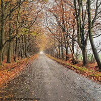 Buy canvas prints of Scottish Country Road  by Lowercase b Studio 
