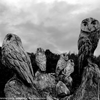 Buy canvas prints of Parliament of Owls by Dave Menzies