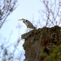 Buy canvas prints of Heron on ruin by Dave Menzies