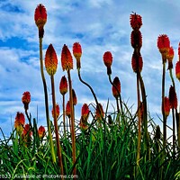 Buy canvas prints of Red Hot Pokers In The Sky by Dave Menzies