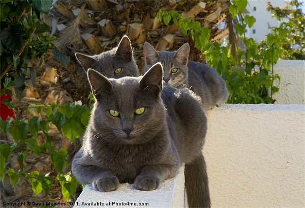 Three Grey Catz Picture Board by Dave Menzies