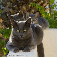 Buy canvas prints of Three Grey Catz by Dave Menzies