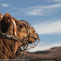Buy canvas prints of Its A Camels Life by Dave Menzies