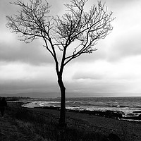 Buy canvas prints of Lonesome tree by Dave Menzies