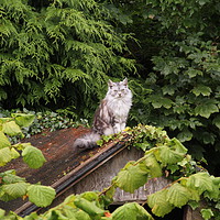Buy canvas prints of Cat On An Old Thin Roof by Dave Menzies