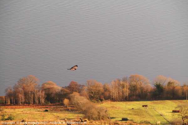 Buzzard above the Firth of Clyde Picture Board by Dave Menzies