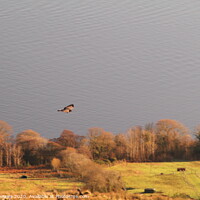 Buy canvas prints of Buzzard above the Firth of Clyde by Dave Menzies