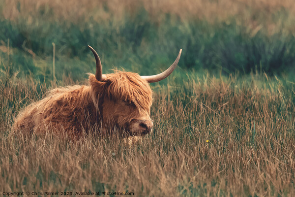 Highland Cattle in a meadow Picture Board by Chris Palmer