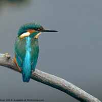 Buy canvas prints of Kingfisher by Chris Palmer