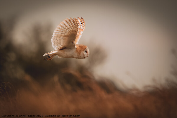 Barn owl in flight Picture Board by Chris Palmer