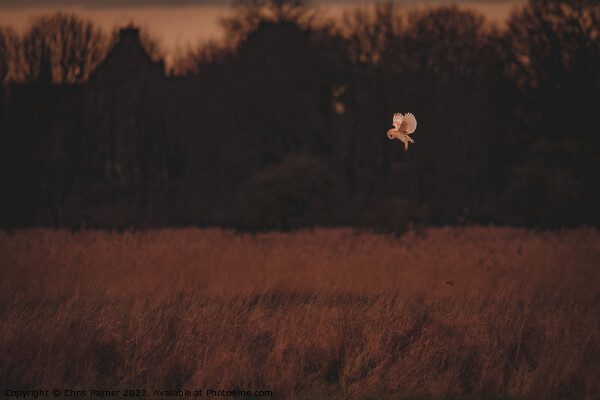 Barn owl Picture Board by Chris Palmer