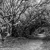 Buy canvas prints of A spooky Tangled Wood in Wales in Black and White by Terry Brooks