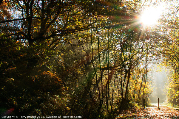 Autumn Sun Rays through the Trees at Cwm Clydach, Wales, United Kingdom Picture Board by Terry Brooks