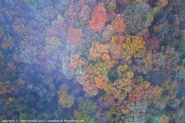 Misty Autumn Aerial Colourful Woodland Image Picture Board by Terry Brooks
