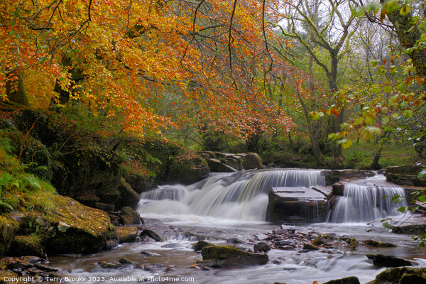Pont Cwmfedwen Autumn Waterfall Picture Board by Terry Brooks
