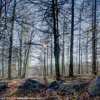 Buy canvas prints of Frosty Misty Wentwood Forest in the Winter by Terry Brooks