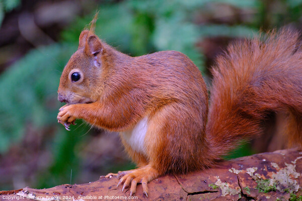 Red Squirrel North Wales Picture Board by Terry Brooks