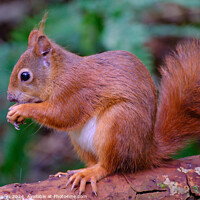 Buy canvas prints of Red Squirrel North Wales by Terry Brooks