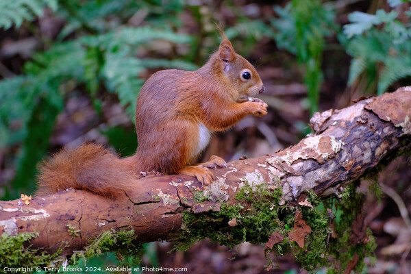 A Cute Red Squirrel Anglesey North Wales Picture Board by Terry Brooks