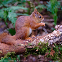 Buy canvas prints of A Cute Red Squirrel Anglesey North Wales by Terry Brooks