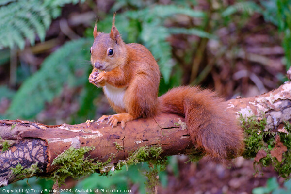 Red Squirrel North Wales Picture Board by Terry Brooks